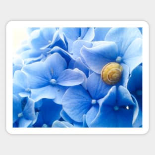 Golden Snail Blue Hydrangea Sticker